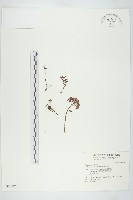 藏品(華北景天)的圖片