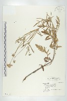 藏品(華北藍盆花)的圖片