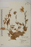 藏品(紫菀)的圖片