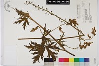 藏品(牛扁烏頭)的圖片