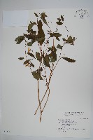 藏品(水金鳳)的圖片