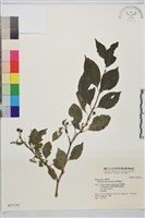 藏品(遼東鼠李)的圖片