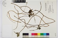 藏品(兩色烏頭)的圖片