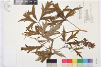 藏品(草烏頭)的圖片