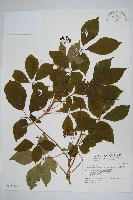 藏品(刺五加)的圖片