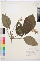 藏品(大葉鐵線蓮)的圖片