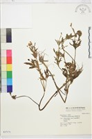 藏品(茴茴蒜)的圖片