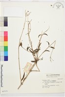 藏品(准葛爾鐵線蓮)的圖片