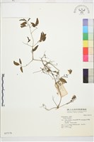 藏品(東方鐵線蓮)的圖片