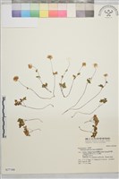 藏品(南湖唐松草)的圖片