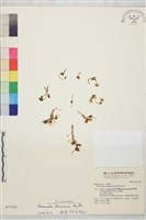 藏品(鹿場毛茛)的圖片