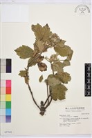 藏品(大葉鐵線蓮)的圖片