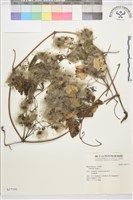 藏品(葡萄葉鐵線蓮)的圖片