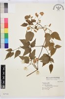 藏品(合柄鐵線蓮)的圖片