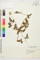 藏品(甘青鐵線蓮)的圖片