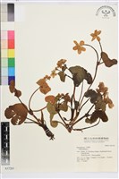 藏品(驢蹄草)的圖片