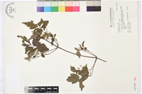 藏品(女萎)的圖片