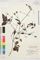 藏品(圓錐鐵線蓮)的圖片