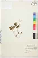 藏品(蕨葉人字果)的圖片