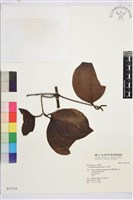 藏品(小木通)的圖片