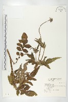 藏品(川續斷)的圖片