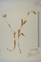 藏品()的圖片