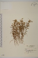 藏品()的圖片