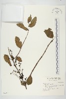 藏品(馬桑)的圖片