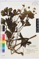 藏品(草玉梅)的圖片