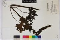 藏品(短距烏頭)的圖片