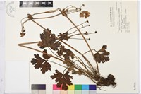 藏品(展毛銀蓮花)的圖片