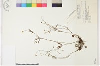 藏品(扇葉毛茛)的圖片