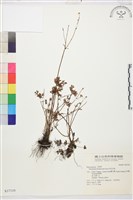 藏品(烏足毛茛)的圖片