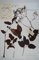 藏品(棘莖蔥木)的圖片