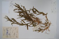 藏品(柳葉白前)的圖片