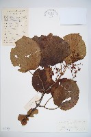 藏品(莢迷)的圖片