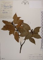 藏品(木荷)的圖片