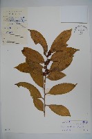 藏品(洞果冬青)的圖片