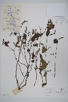 藏品(曲枝假藍)的圖片