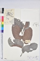 藏品(香港算盤子)的圖片