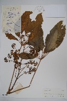 藏品(鵝掌柴、江某、鴨腳樹)的圖片