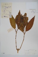 藏品(蝴蝶花、白珊瑚)的圖片