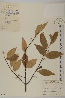 藏品(密花假衛矛)的圖片