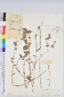 藏品(乳漿大戟)的圖片