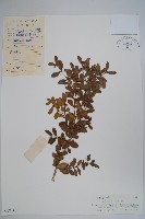 藏品(黃楊)的圖片