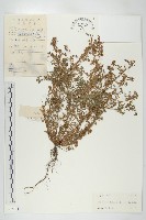 藏品(臭濱芥、臭薺)的圖片