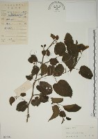 藏品(小桑樹)的圖片