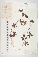 藏品(番仔藤)的圖片