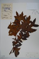 藏品(黃毛冬青)的圖片