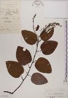 藏品(菊花木)的圖片